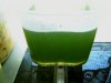 Chlorella0,5Lgerührt2.JPG