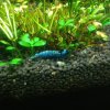 Blue Shadow Mosuras.jpg