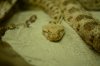 thumb__DSC7545_1024.jpg