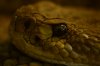 thumb__DSC7555_1024.jpg
