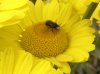 blackBee.JPG