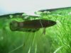 Betta rutilans W1.JPG