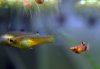 red-picta-pair-1.jpg