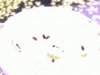 DSCF0250_2.JPG