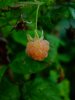 DSCF2467.jpg