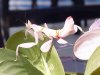 Hymenopus_coronatus14.jpg