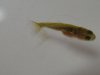 unbekannter Fisch 1.jpg