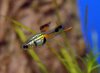 micropoecilia-wingei-male.jpg