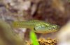 micropoecilia-wingei-female.jpg