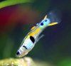 micropoecilia-wingei-male-2.jpg