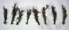 Rotala.jpg