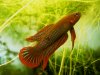 Betta uberis Kubu.JPG