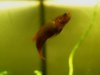 Betta uberis Kubu W1.JPG