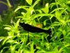Black Beauty 1.jpg