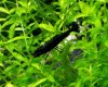 Black Beauty 2.jpg