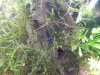 Deep Blue Tiger extrem blau 1.jpg