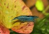 IMG_5158.JPG