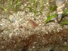 Triops1.JPG