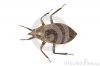 lwasser-wanze-belostoma-elongatum.jpg
