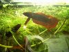 Betta uberis Jungspund.jpg