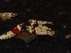 CSC_0059.JPG