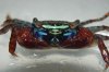 neosarmatium spec_600x600_100KB.jpg