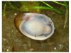 fruit snail.JPG