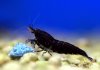 black-tiger-1.jpg