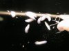 planarie 008.jpg