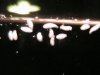 planarie 007.jpg
