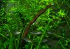 corys1.JPG