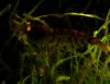 red bee 3 040.jpg