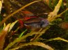 fisch2.JPG