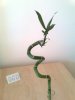 Lucky Bamboo.jpg
