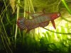 Betta uberis Kubu.jpg