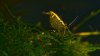 DSC04352.jpg