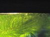 Betta rubra aceh Jungfisch2.jpg