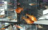 blutsalmler-neonsalmler-01.jpg