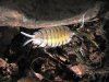 Porcellio bolivari.jpg