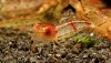 caridina tumida.jpg