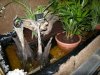 DSCN0078-2.jpg