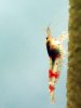Superbeeshrimp-red--1.jpg
