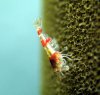 Superbeeshrimp-red--3.jpg