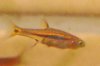 Rasbora.jpg
