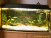 Tyloaquarium (Large).JPG