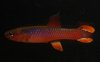 Diapteron fulgens.jpg