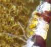 Superbeeshrimp-breeding-1.jpg