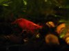 red bee 4 101.JPG