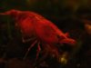 red bee 4 103.JPG