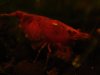 red bee 4 106.jpg
